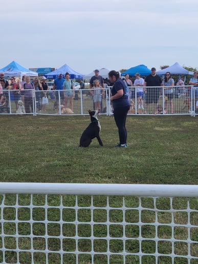 Gallery photo 3 of Silver Screen Canines