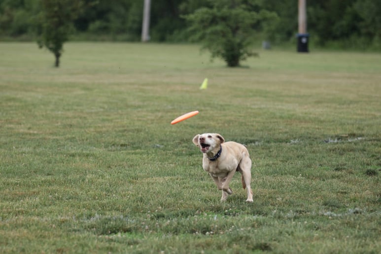 Gallery photo 4 of Silver Screen Canines