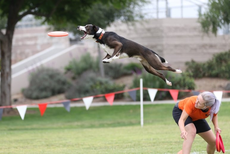 Gallery photo 5 of Sky High Flying Canines