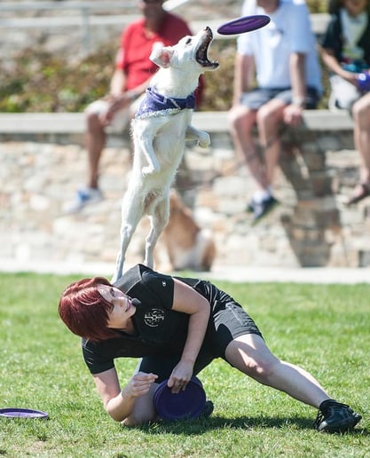 Gallery photo 7 of Sky High Flying Canines