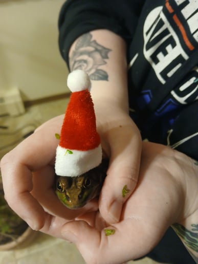 Gallery photo 1 of Chelsey's Small Reptile/Plant Presentation!
