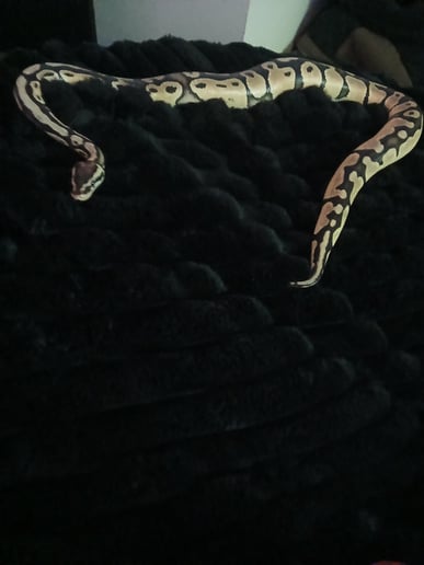 Gallery photo 4 of Chelsey's Small Reptile/Plant Presentation!