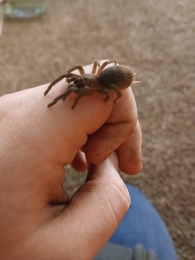 Gallery photo 7 of Chelsey's Small Reptile/Plant Presentation!
