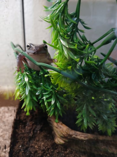 Gallery photo 8 of Chelsey's Small Reptile/Plant Presentation!