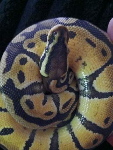 Gallery photo 10 of Chelsey's Small Reptile/Plant Presentation!