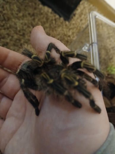 Gallery photo 8 of Chelsey's Small Reptile/Plant Presentation!