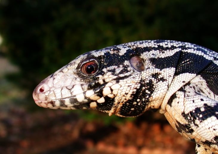 Gallery photo 5 of Snakes-N-Scales