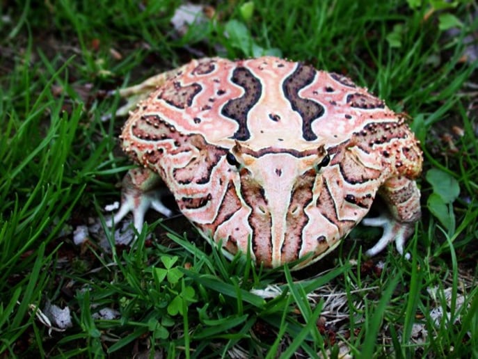 Gallery photo 7 of Snakes-N-Scales