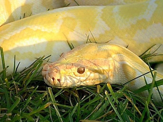 Gallery photo 3 of Snakes-N-Scales