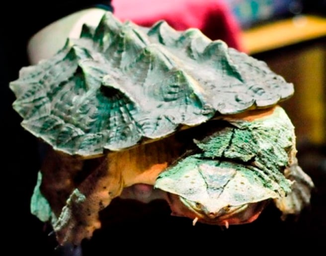 Gallery photo 9 of Snakes-N-Scales
