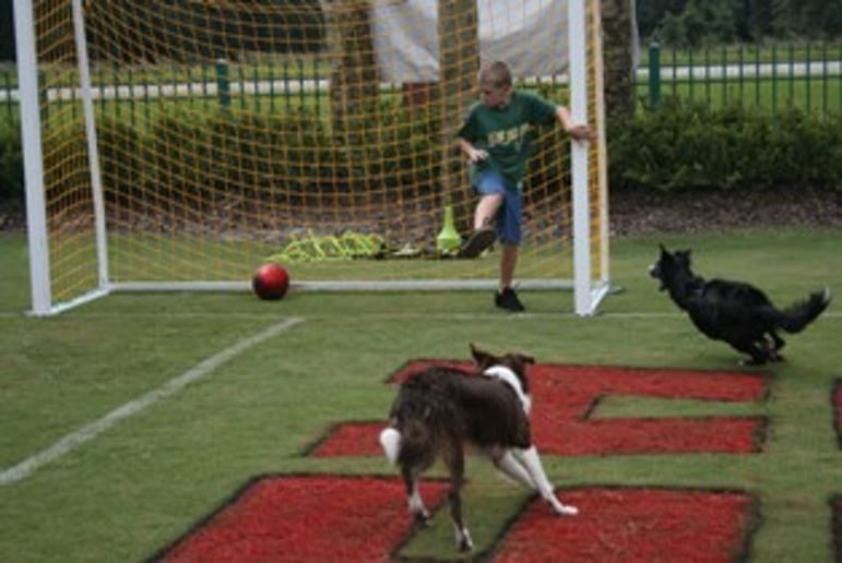 Gallery photo 3 of Soccer Collies