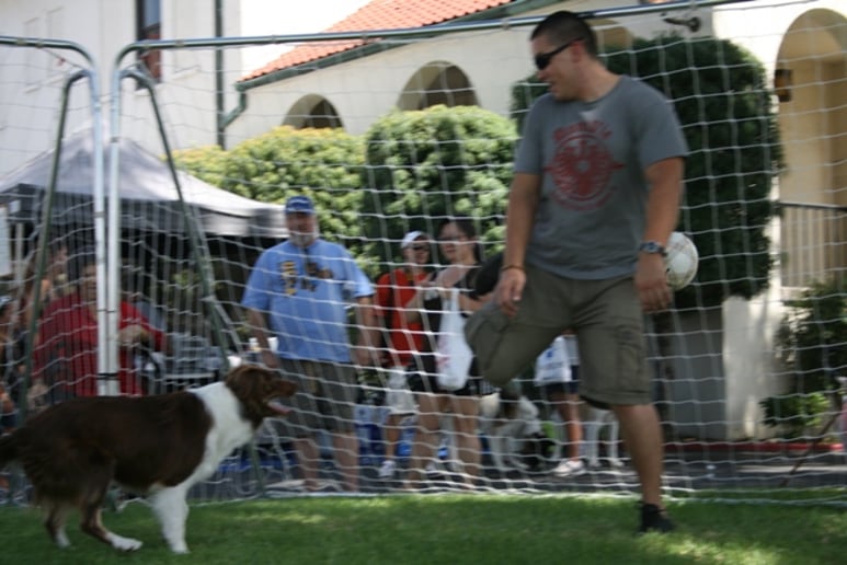 Gallery photo 4 of Soccer Collies
