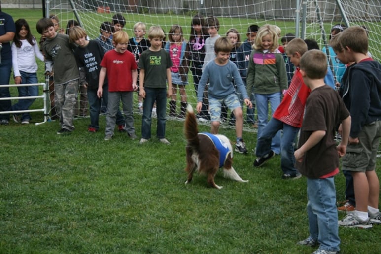Gallery photo 5 of Soccer Collies