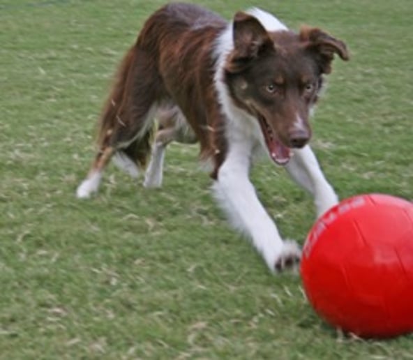 Gallery photo 6 of Soccer Collies