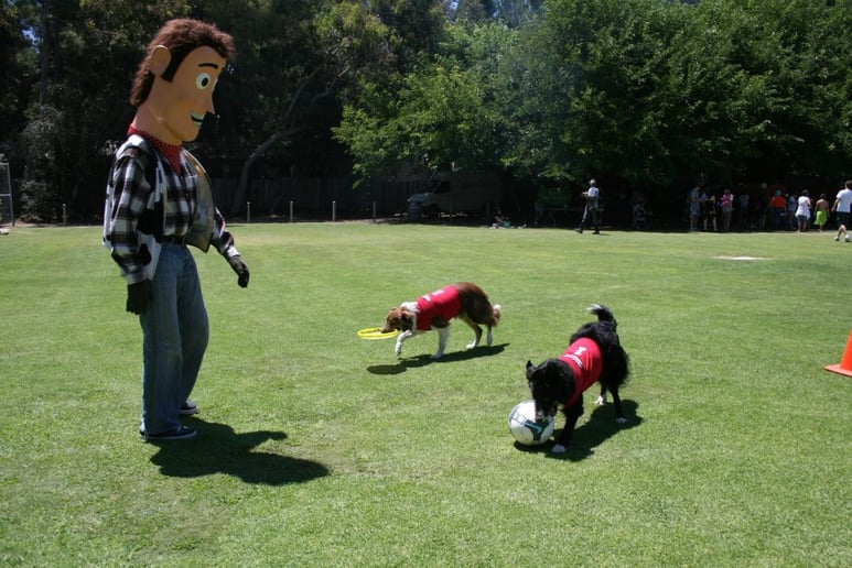 Gallery photo 7 of Soccer Collies