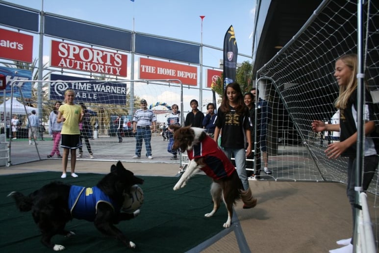 Gallery photo 8 of Soccer Collies