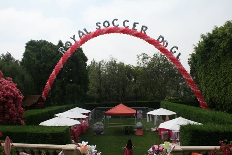 Gallery photo 9 of Soccer Collies