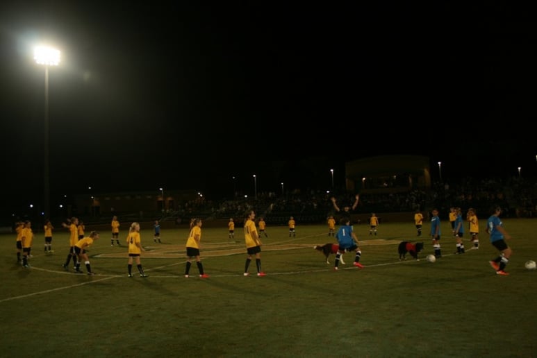 Gallery photo 10 of Soccer Collies