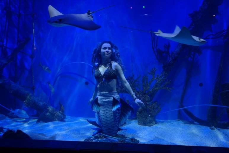 Gallery photo 5 of Songbird Siren Productions