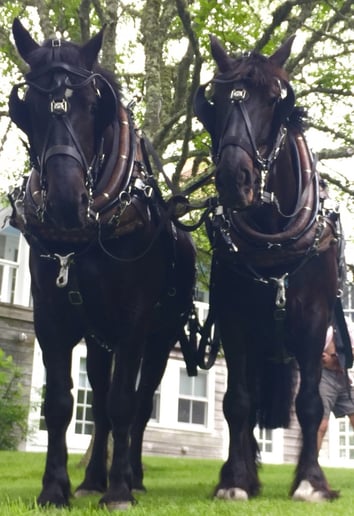 Gallery photo 5 of Sonnyside Rides Martha's Vineyard Horse & Carriage