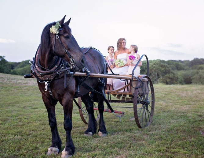 Gallery photo 8 of Sonnyside Rides Martha's Vineyard Horse & Carriage
