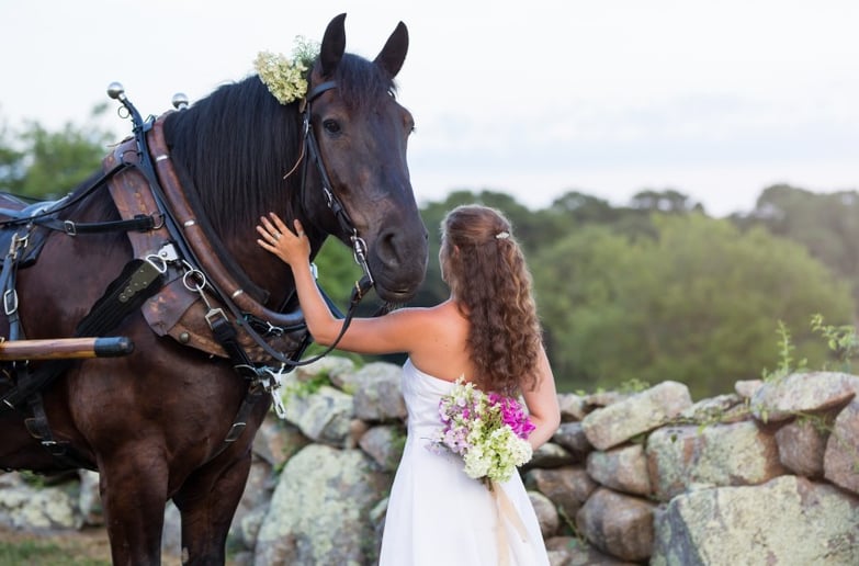 Gallery photo 9 of Sonnyside Rides Martha's Vineyard Horse & Carriage