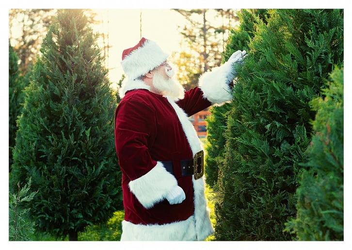 Gallery photo 47 of Storied Santa - Santa Rich