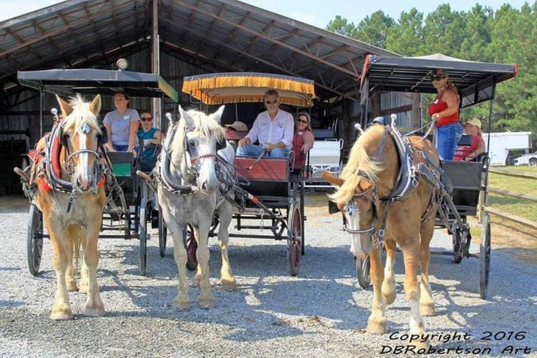 Gallery photo 4 of Southern Breezes Carriages