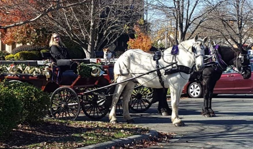 Gallery photo 12 of Southern Breezes Carriages