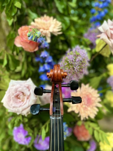 Gallery photo 5 of Southern Strings