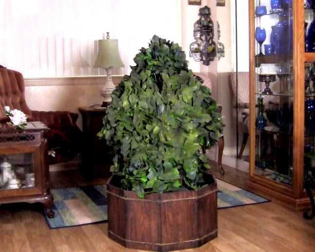 Gallery photo 3 of Space Plant