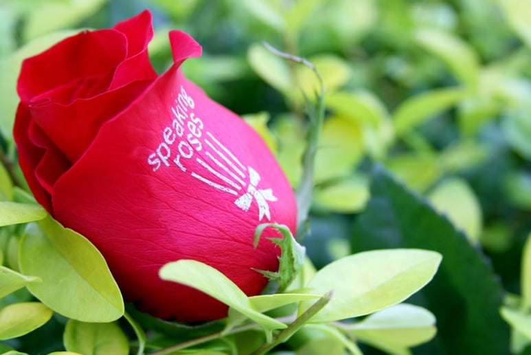 Gallery photo 4 of Speaking Roses-Lake Charles