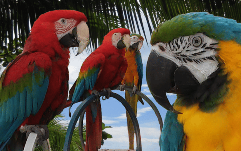 Gallery photo 1 of Squawk! The Amazing Bird Show