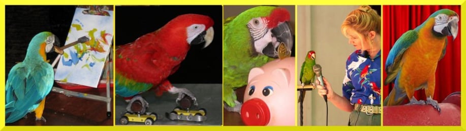 Gallery photo 2 of Squawk! The Amazing Bird Show
