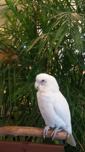 Gallery photo 10 of Squawk! The Amazing Bird Show