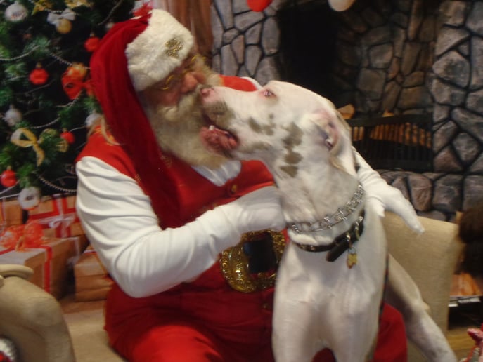 Gallery photo 9 of St Pete Santa