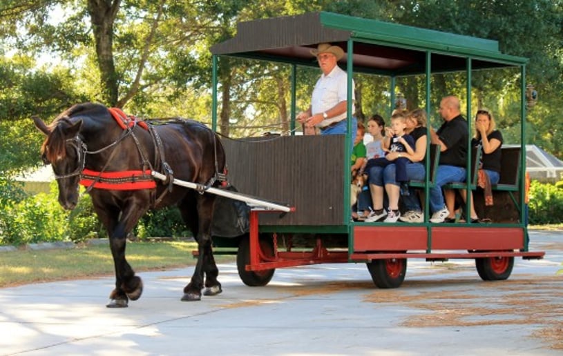 Gallery photo 6 of St Petersburg Carriages