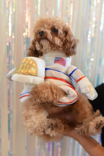 Gallery photo 2 of Star Poodlez