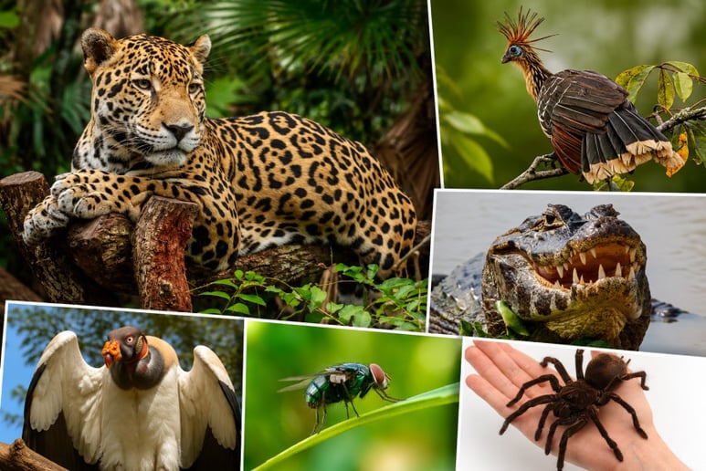 Gallery photo 2 of Stories from the Wild