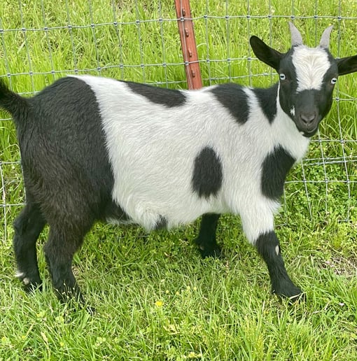 Gallery photo 1 of Sunshine Acres Mobile Petting Zoo