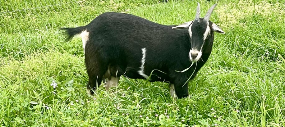 Gallery photo 2 of Sunshine Acres Mobile Petting Zoo