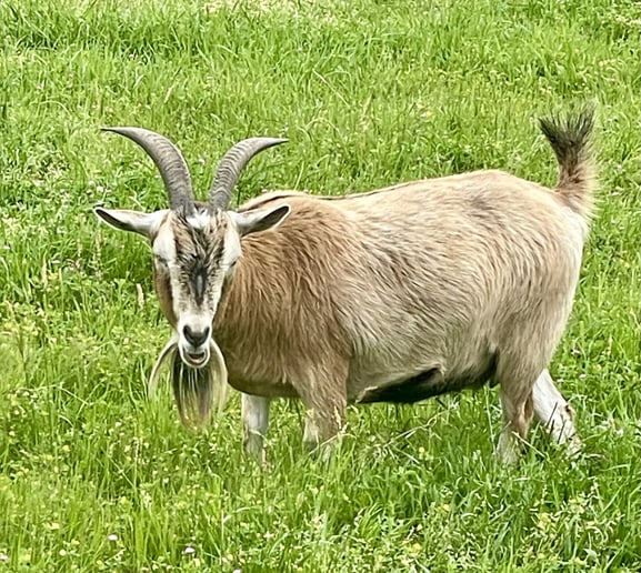 Gallery photo 3 of Sunshine Acres Mobile Petting Zoo