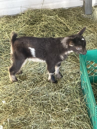Gallery photo 4 of Sunshine Acres Mobile Petting Zoo
