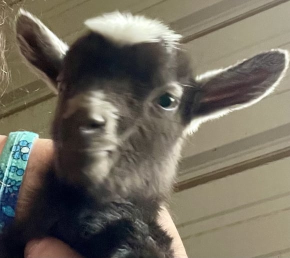 Gallery photo 5 of Sunshine Acres Mobile Petting Zoo