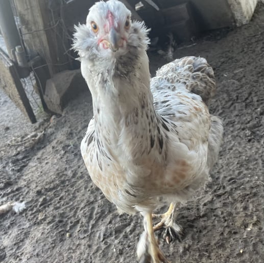 Gallery photo 6 of Sunshine Acres Mobile Petting Zoo