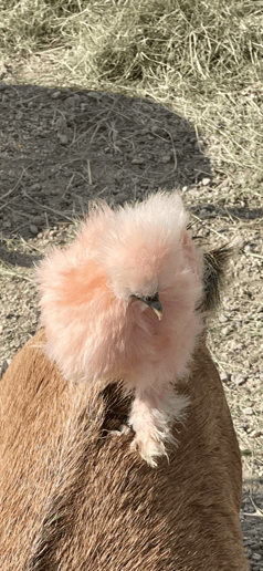 Gallery photo 7 of Sunshine Acres Mobile Petting Zoo