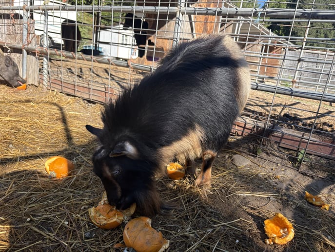 Gallery photo 1 of Tails of Redwood Trails Petting zoo