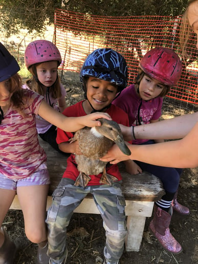 Gallery photo 4 of Tails of Redwood Trails Petting zoo