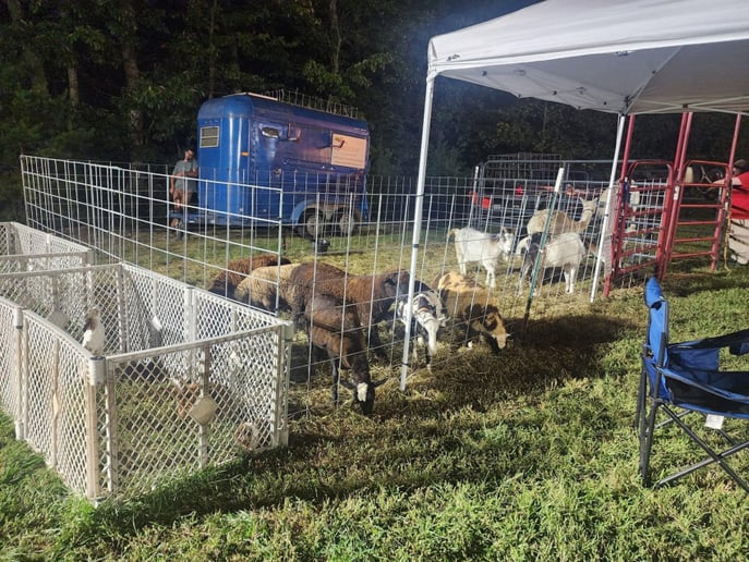 Gallery photo 2 of Tales & Hooves Mobile Petting Zoo