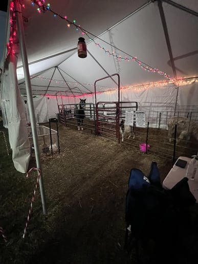 Gallery photo 3 of Tales & Hooves Mobile Petting Zoo